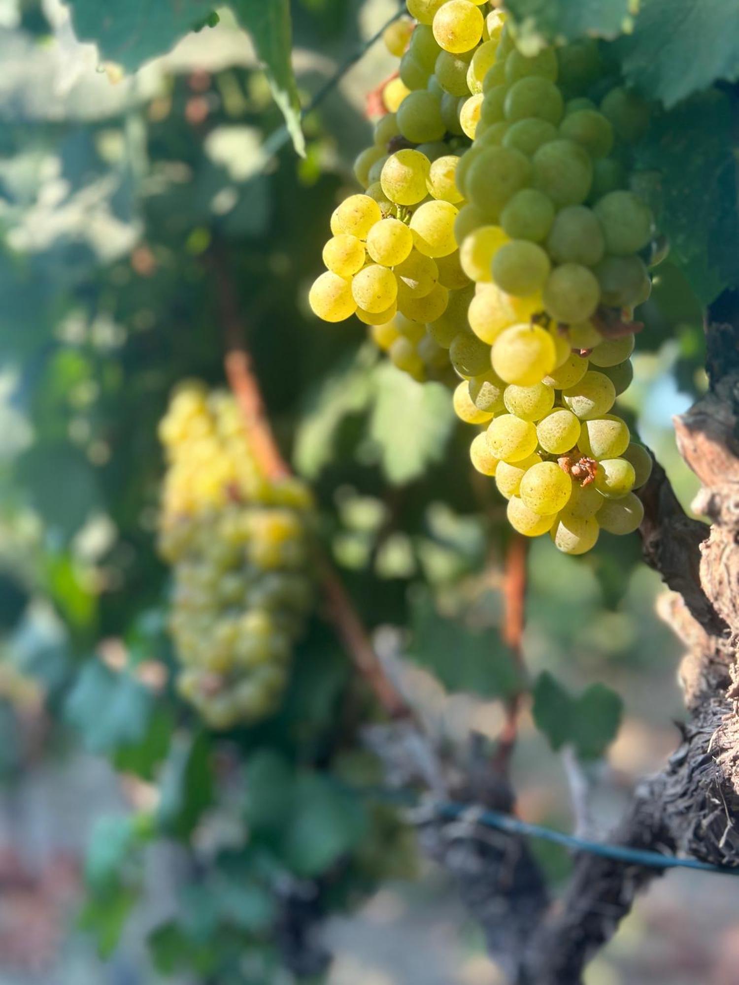 Datca Vineyard Guesthouse 외부 사진
