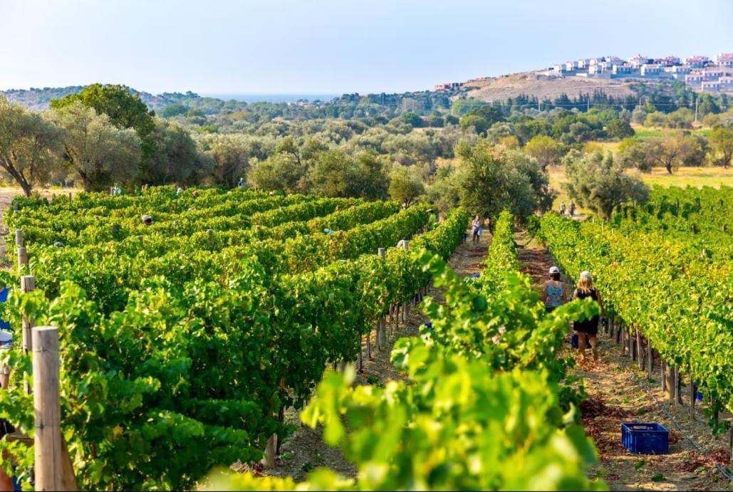 Datca Vineyard Guesthouse 외부 사진
